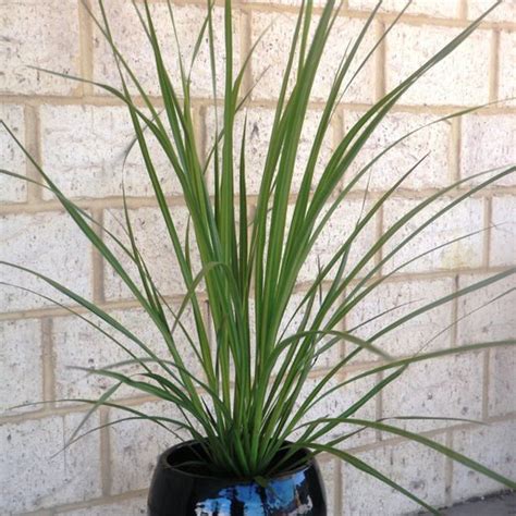 Cordyline X Festival Lime Dracaena SiteOne