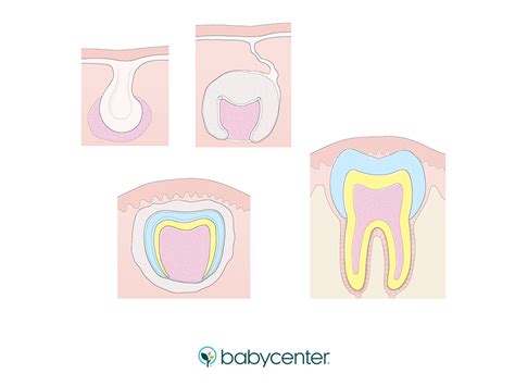 How Your Babys Tooth Buds Develop Babycenter