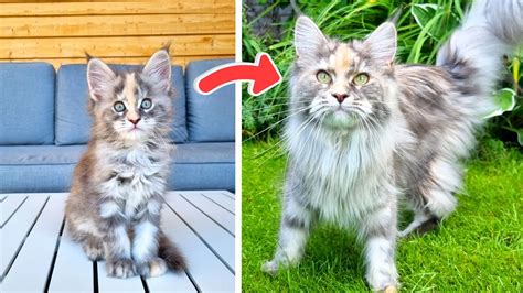 Maine Coon Idun From Adorable Kitten To Fluffy Beauty YouTube