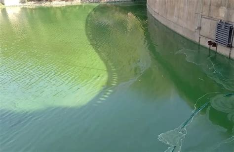 Alerta Del Ministerio De Salud Por Cianobacterias En El Lago San Roque