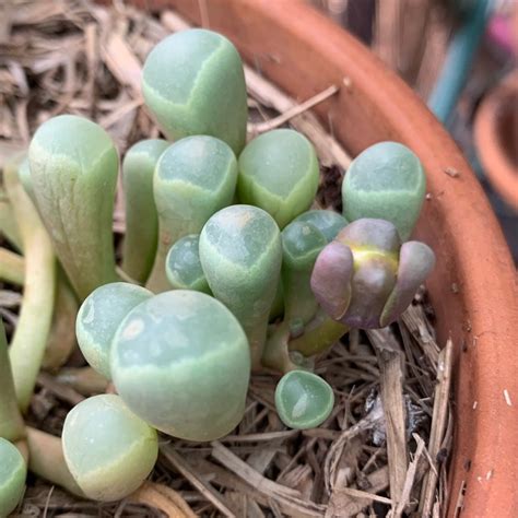 Fenestraria Aurantiaca Baby Toes Uploaded By Outbackmum