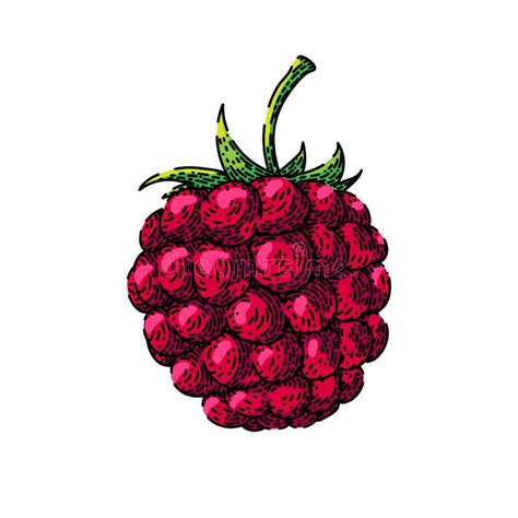 Raspberry Food Sketch Hand Drawn Vector Stock Illustration