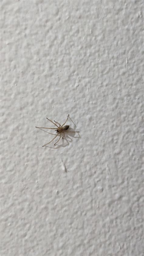 Identify this spider? : r/bugidentification