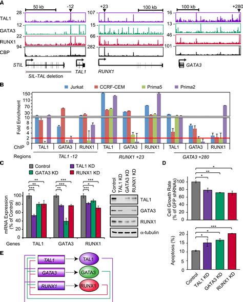 Core Transcriptional Regulatory Circuit Controlled By The Tal1 Complex