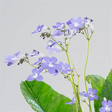 Buy Streptocarpus Falling Stars Cape Primrose Streptocarpus Falling Stars Cape Primrose £26