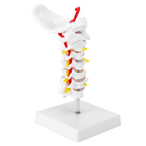 Buy Skumod Cervical Spine Model Life Size Human Cervical Spine