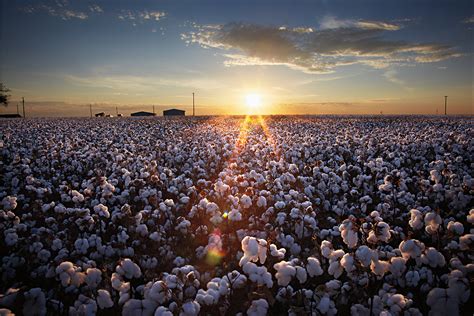 Cotton Fields on Behance