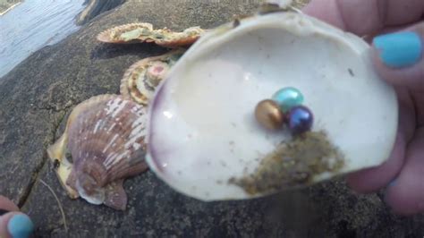 Pearls In Clams