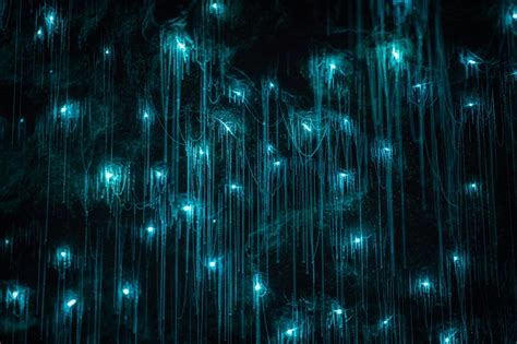 Glowworm - Facts and Beyond | Biology Dictionary