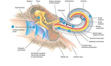 Mechanism Of Hearing The Mechanism Of Hearing A General Overview