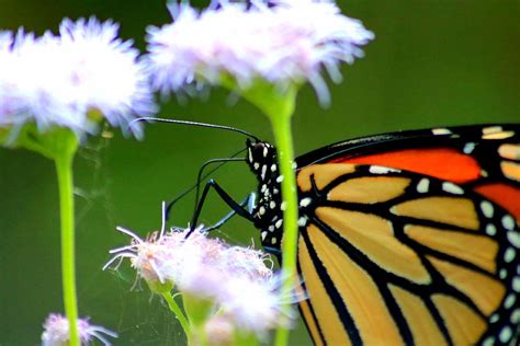 Monarch Butterfly Photograph By Ladonna Mccray Fine Art America