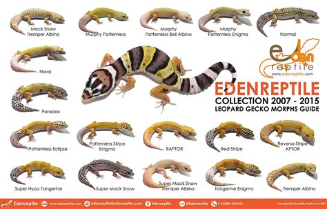 Leopard Gecko Morphs List