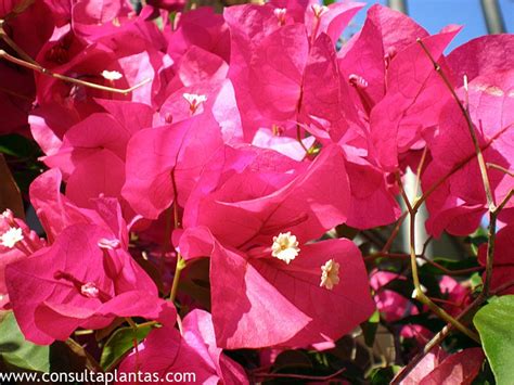 Bougainvillea Buganvilla O Bugambilia Cuidados