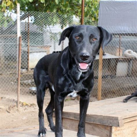 Fatty Chien Croisé e à l adoption Neuilly Plaisance Pet Adoption