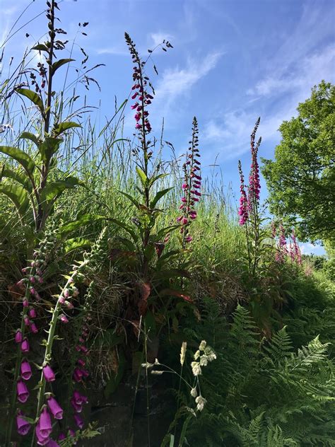 The Wildness Of Foxgloves Digitalis Purpurea Susan Rushton
