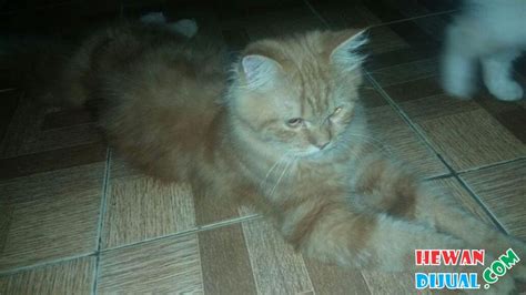 [Dijual] Kucing Persia Jantan | HewanDijual.com