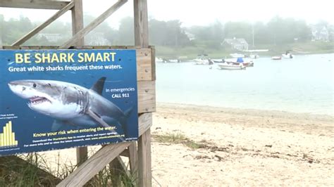 Cape Cod Swimmers Advised To Take Caution Due To Increasing Seal Shark