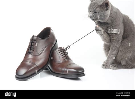 gray cat plays   classic lace mens brown shoe  white background