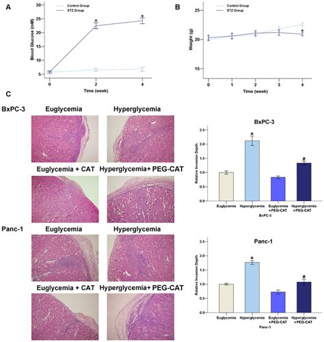 Effect Of The Hyperglycemia H O Axis On The Invasion Of Pc In Nude