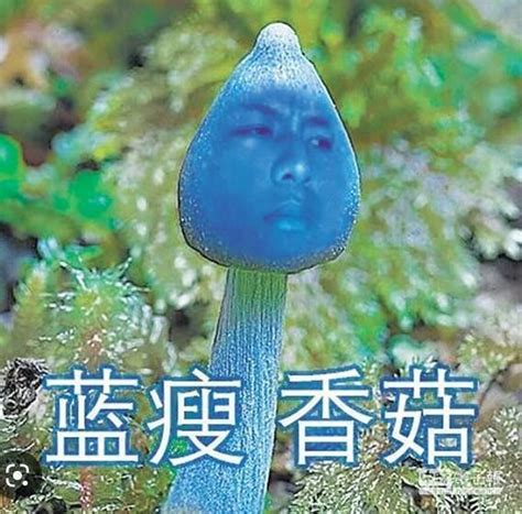 【閒聊】這不是藍受香菇嗎？ 崩壞：星穹鐵道 哈啦板 巴哈姆特