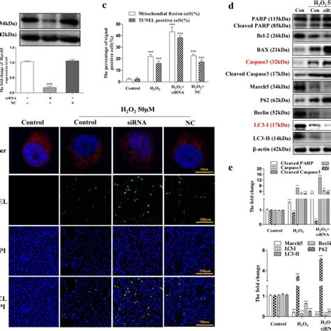 Knockdown Of March Sensitizes L Cells To Hepatotoxicity Induced By