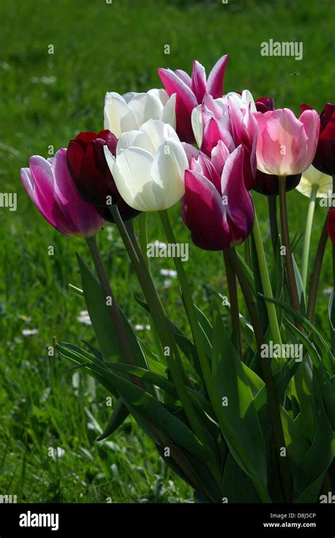 Tulips Stock Photo Alamy