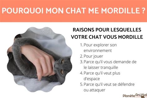 Pourquoi MON CHAT Me MORDILLE CAUSES Et QUE FAIRE