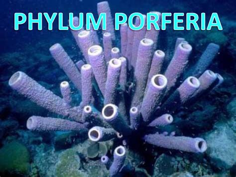 Z Porifera