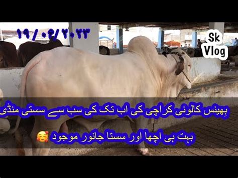 Bhains Colony Mandi Karachi Cattle Rates Updates Cow Mandi 2023 YouTube