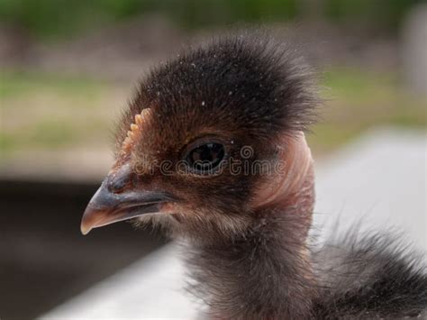 Transylvanian Naked Neck Rooster Free Range Rare Breed Of Chicken