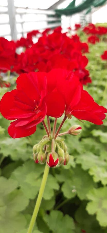 Red geraniums stock image. Image of herb, wildflower - 268451843