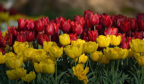 Brezplačna Fotografija Tulipani Rezano Cvetje Spomladi Cvet Pomlad