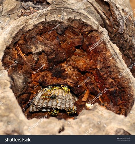 Wasp Nest Inside Dry Tree Stock Photo 233422480 - Shutterstock