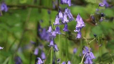 21 Longest-Flowering Bulbs to Plant This Season