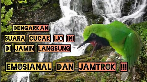 Dengarkan Suara Cucak Ijo Ini Dijamin Langsung Emosi Dan Jamtrok