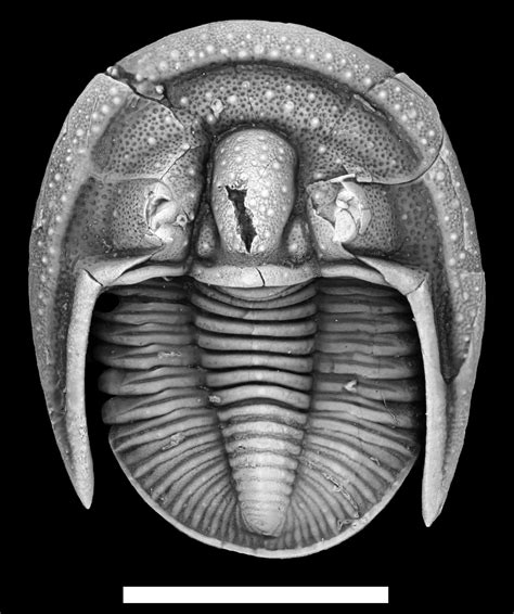 Different kinds of fossils