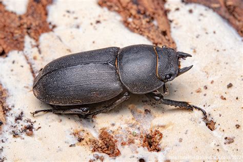 Imgp Lesser Stag Beetle Dorcus Parallelipipedus Flickr