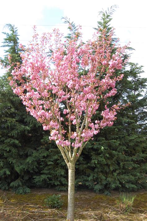 Prunus Serrulata Kwanzan Pink Flowering Cherry | Best Flower Site