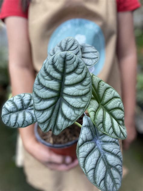 Alocasia Silver Dragon Scale Unbeleafable