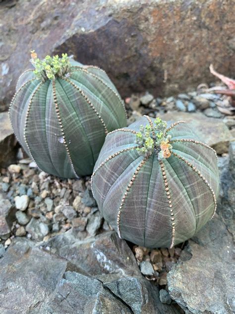 Euphorbia Obesa The Ruth Bancroft Garden Nursery