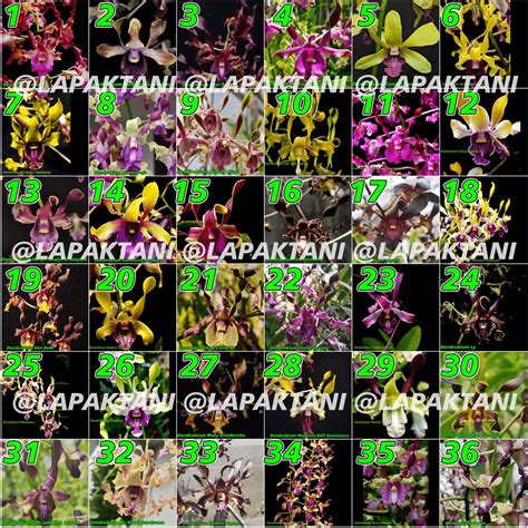 Jual Anggrek Dendrobium Melintir KOLEKSI Seedling Shopee Indonesia