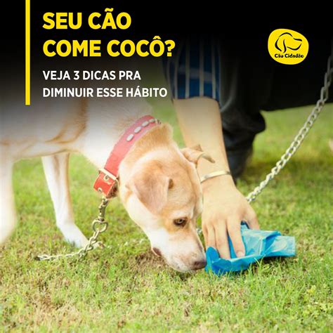 Seu cão come cocô Veja 3 dicas pra diminuir esse hábito Cão Cidadão