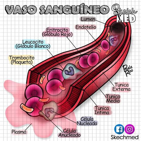 Vasos Sanguíneos De Finíssimo Calibre BRAINCP