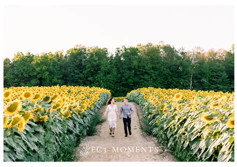 Manley And Lorie Toronto Whimsical Sunflower Field Engagement Ec3