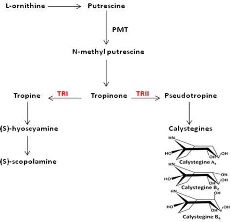 Schematic Illustration Of Calystegine Biosynthesis Both Tri And Trii