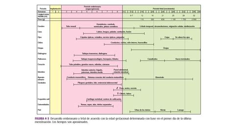 Sesi N Desarrollo Morfol Gico Y Funcional Del Feto Mind Map