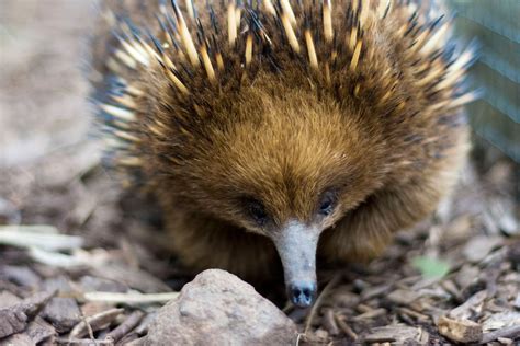 Species Spotlight Tasmanian Short Beaked Echidna Bonorong Wildlife