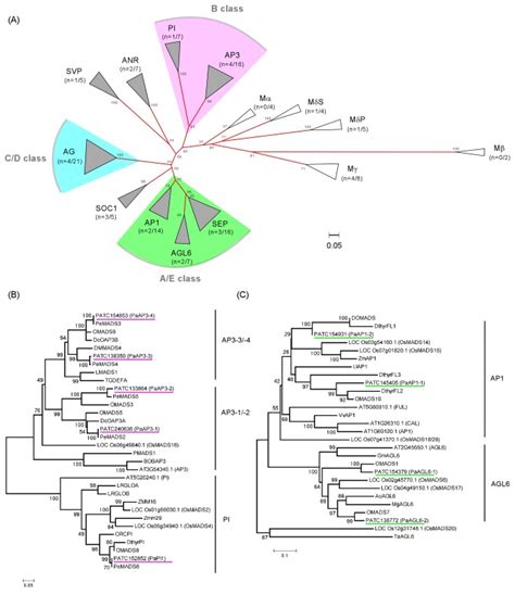 A A Simplified View Of Groupings Mikc Type Mads Box Genes Including