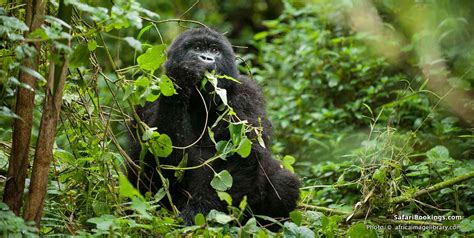 Best Places To See Gorillas In Africa Safaribookings