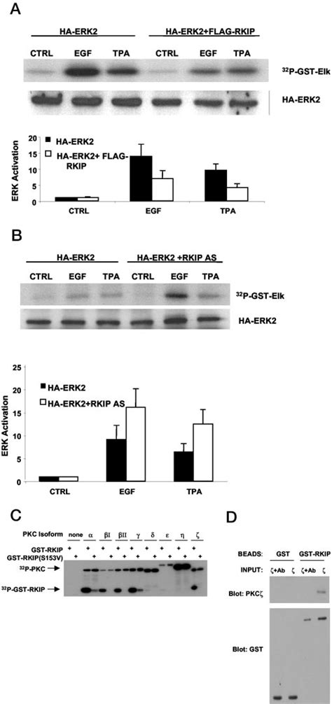 Endogenous Rkip Is A Specific Inhibitor Of Egf Induced Erk Activation